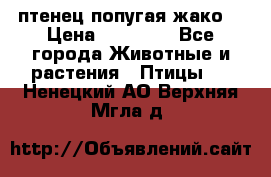 птенец попугая жако  › Цена ­ 60 000 - Все города Животные и растения » Птицы   . Ненецкий АО,Верхняя Мгла д.